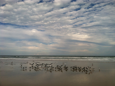 daytona gulls by lisa ritchie